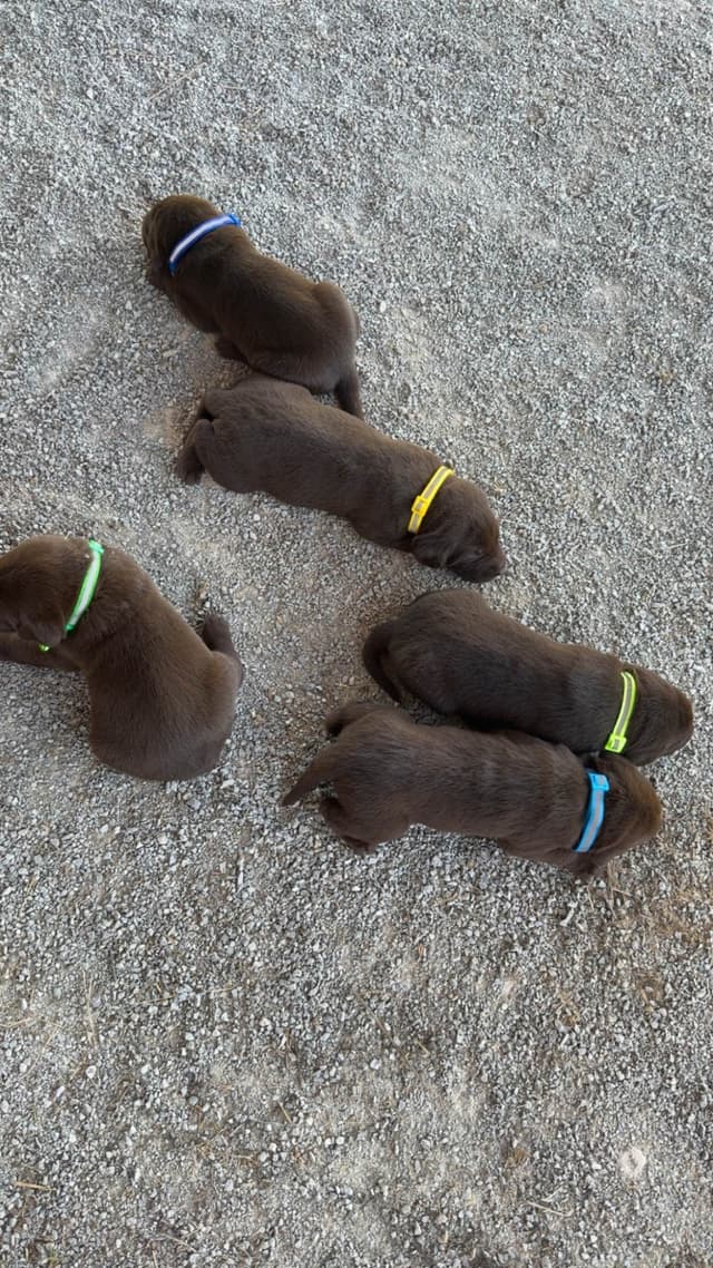 Labrador Retriever Puppies media 4
