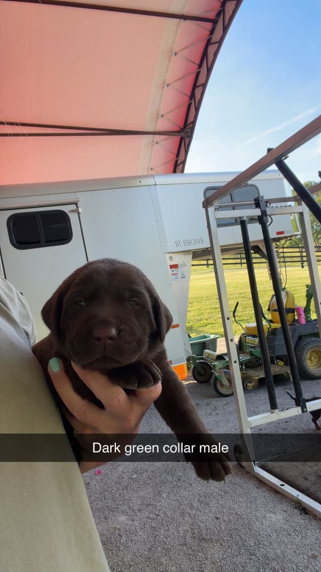 Labrador Retriever Puppies media 6