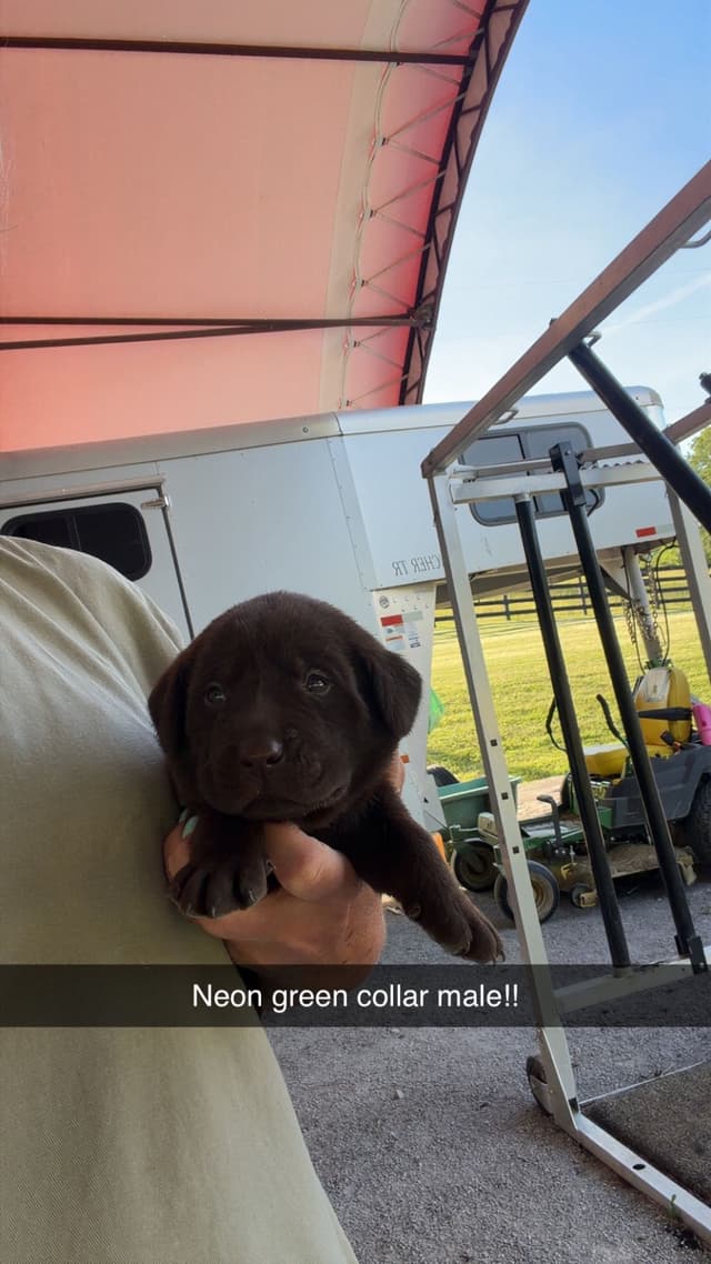 Labrador Retriever Puppies media 7