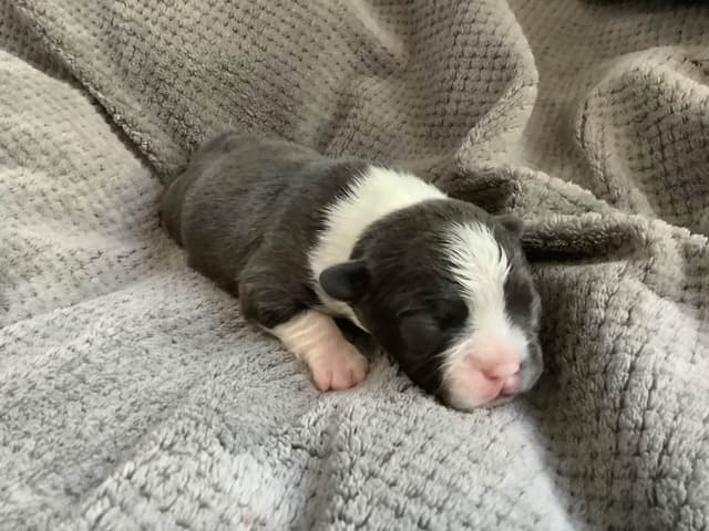 Boston Terrier Puppies media 2