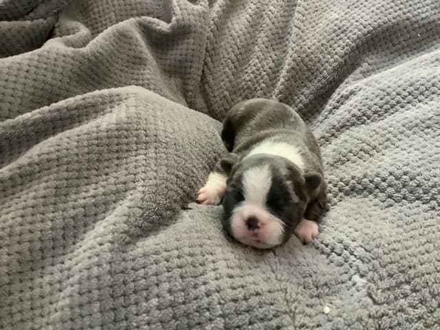 Boston Terrier Puppies media 3