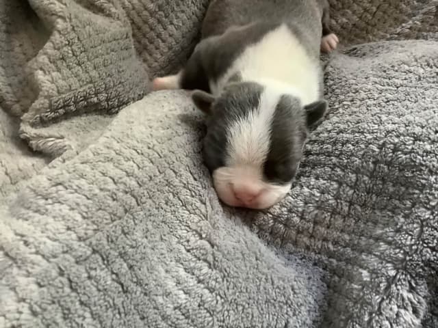 Boston Terrier Puppies media 4