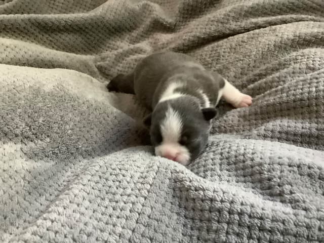 Boston Terrier Puppies media 5