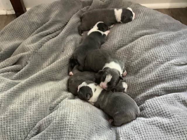 Boston Terrier Puppies media 6
