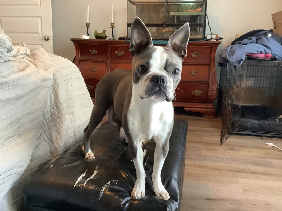 Boston Terrier Puppies breeder image 1