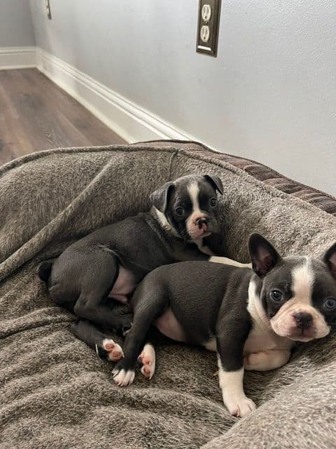 Boston Terrier Puppies breeder image 4