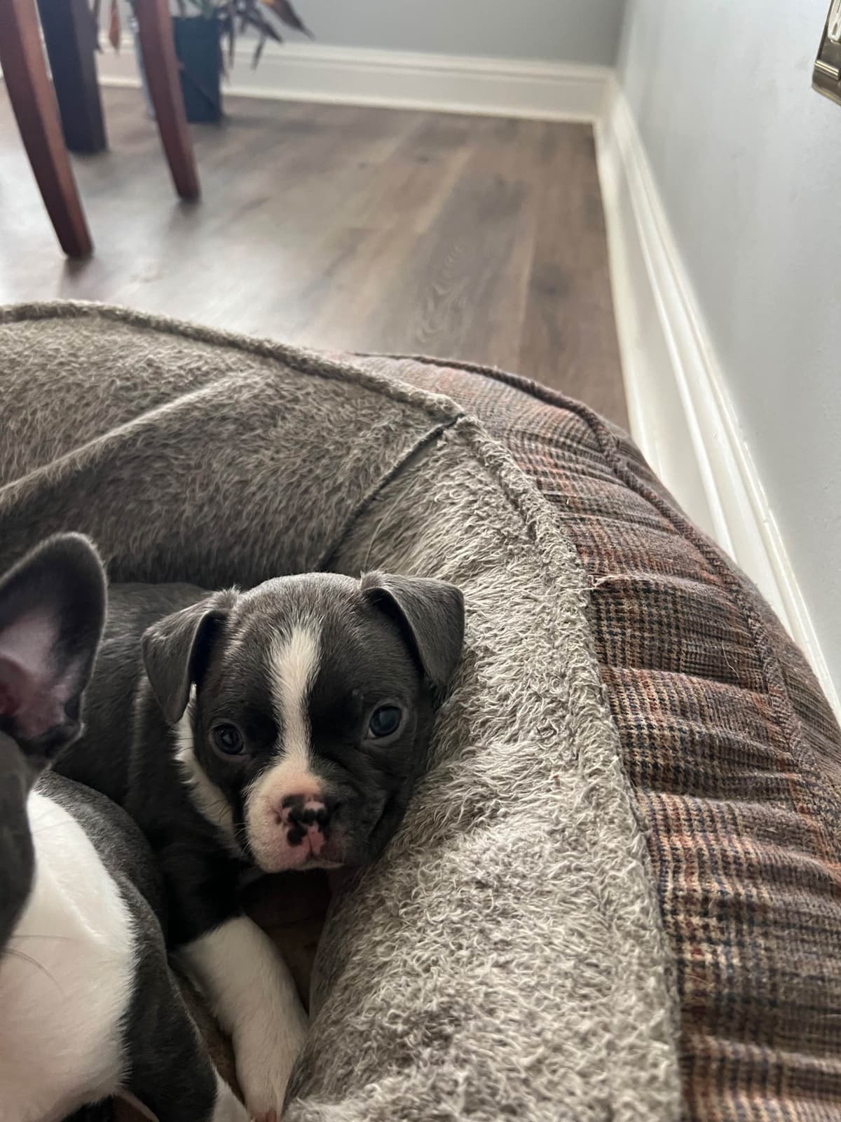 Boston Terrier Puppies breeder image 6