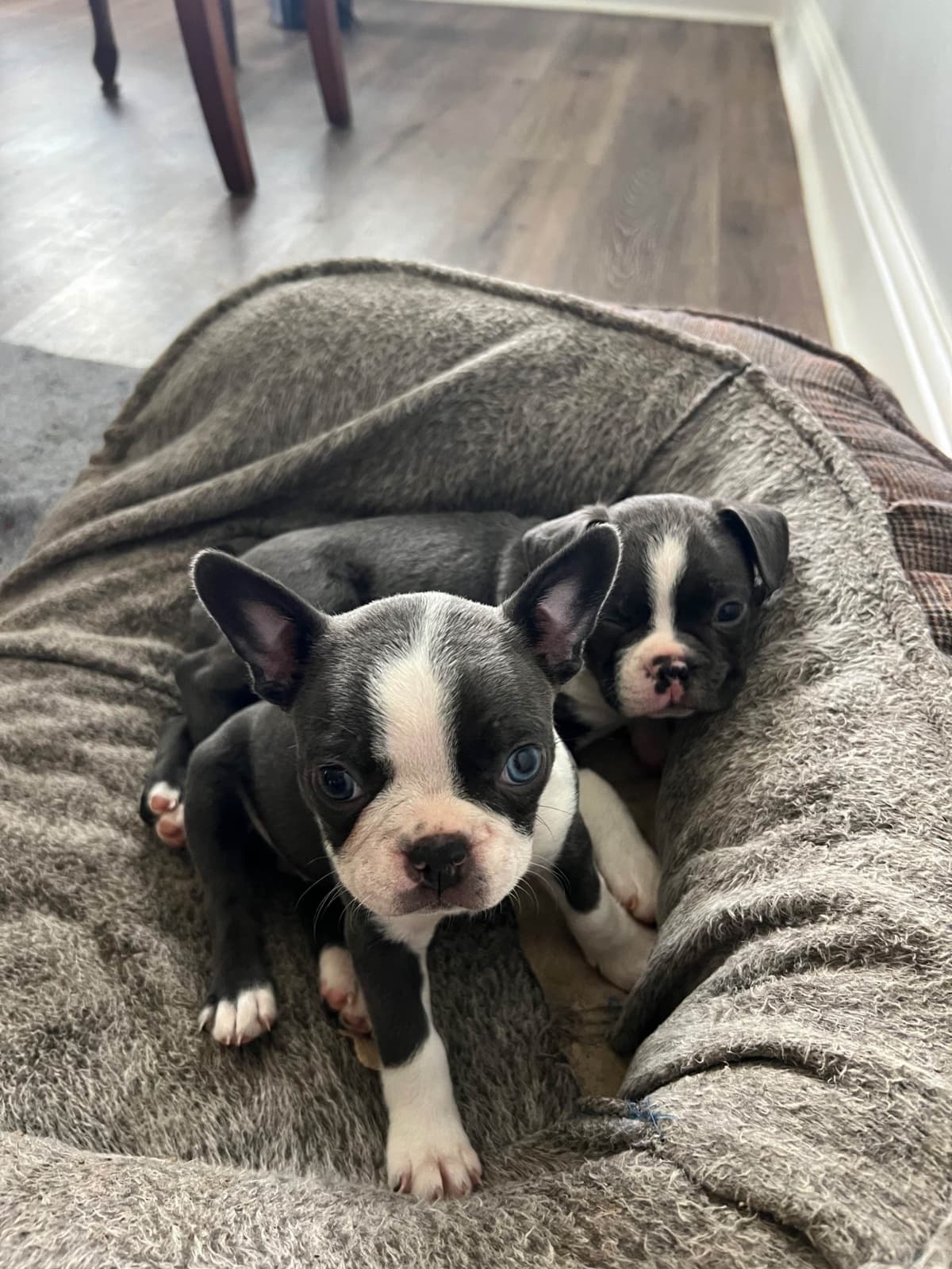 Boston Terrier Puppies breeder image 9