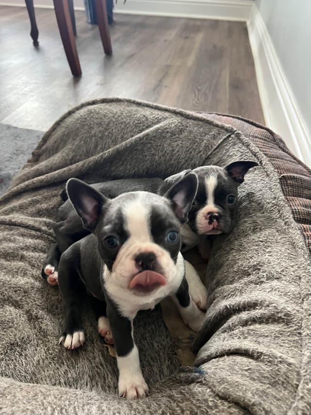 Boston Terrier Puppies media 9