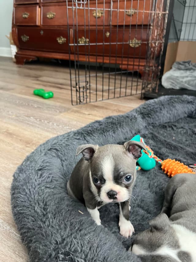 Boston Terrier Puppies media 10