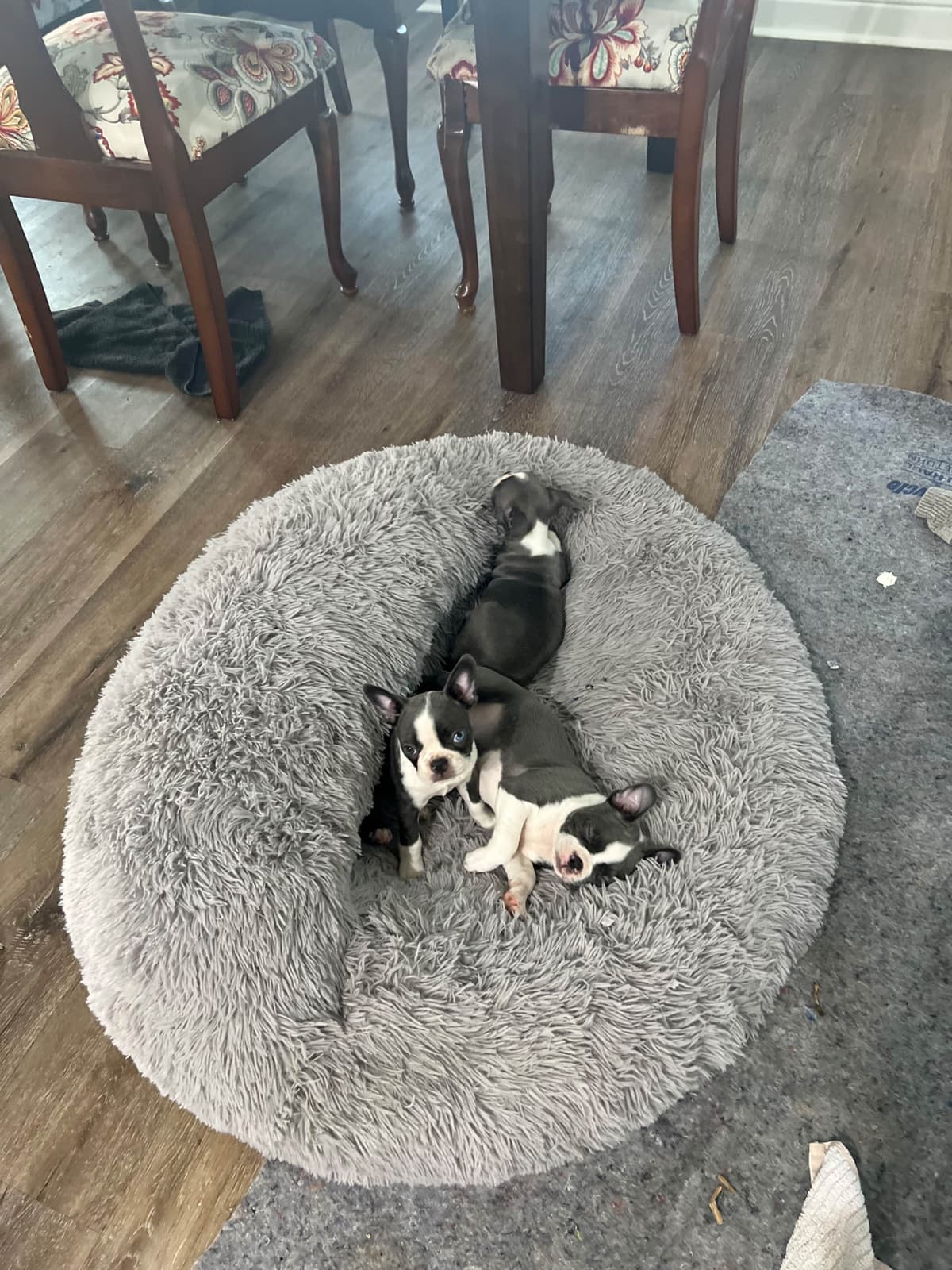 Boston Terrier Puppies breeder image 13
