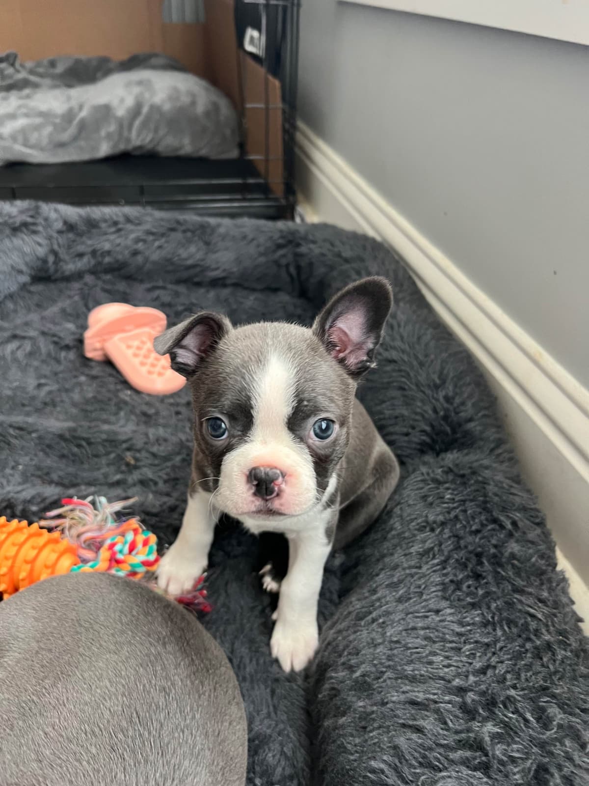Boston Terrier Puppies breeder image 14