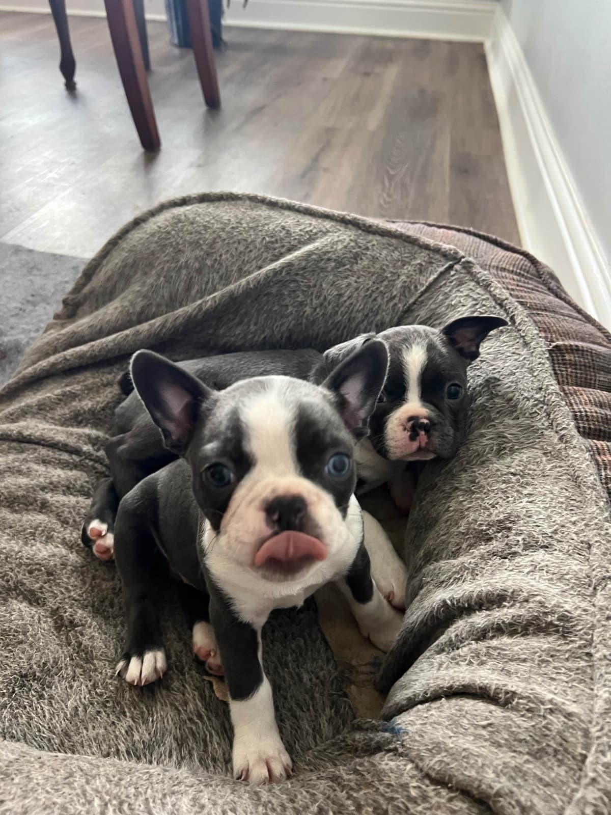 Boston Terrier Puppies breeder image 16