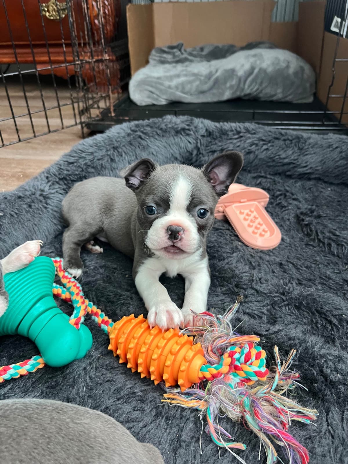 Boston Terrier Puppies breeder image 18