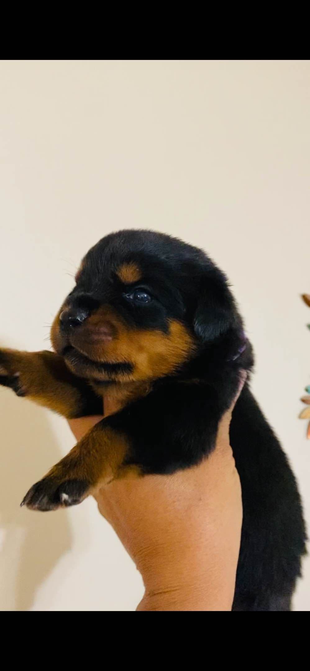 Rottweiler Puppies breeder image 1