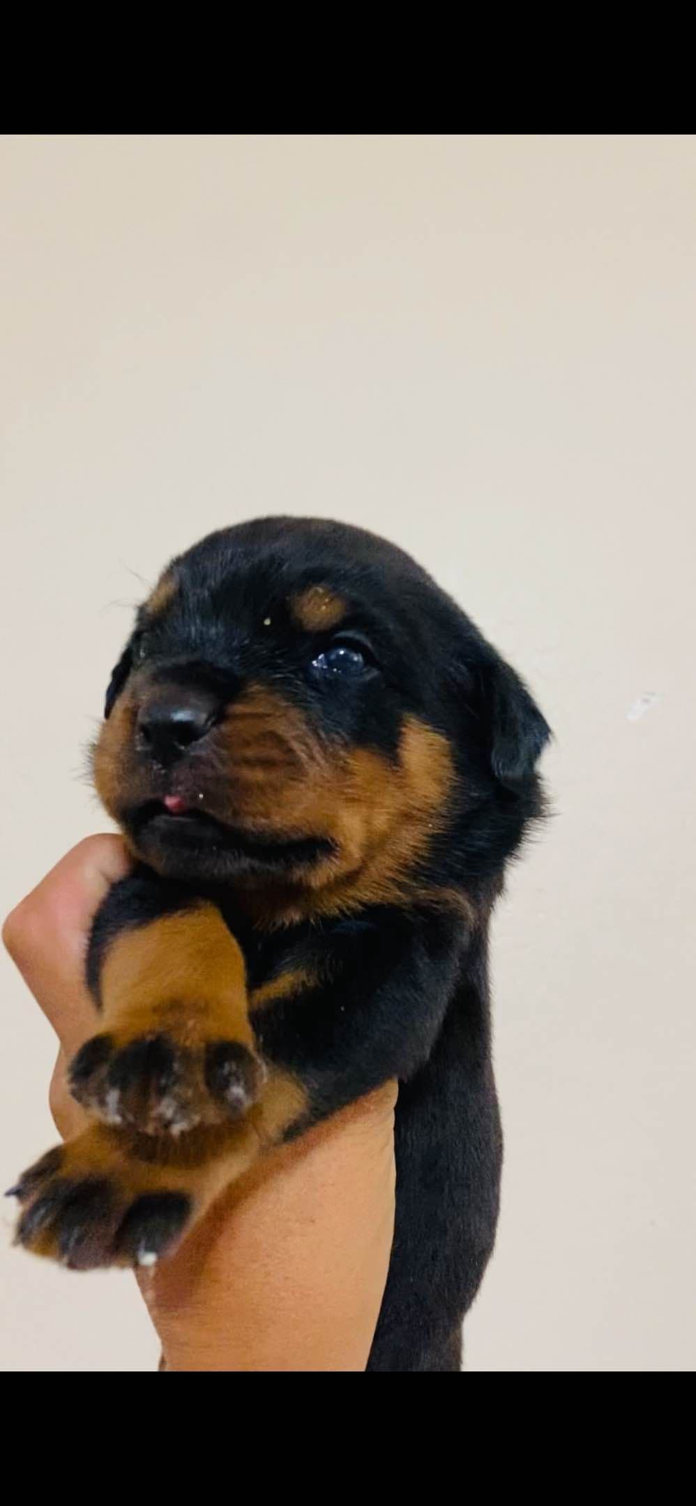 Rottweiler Puppies breeder image 4
