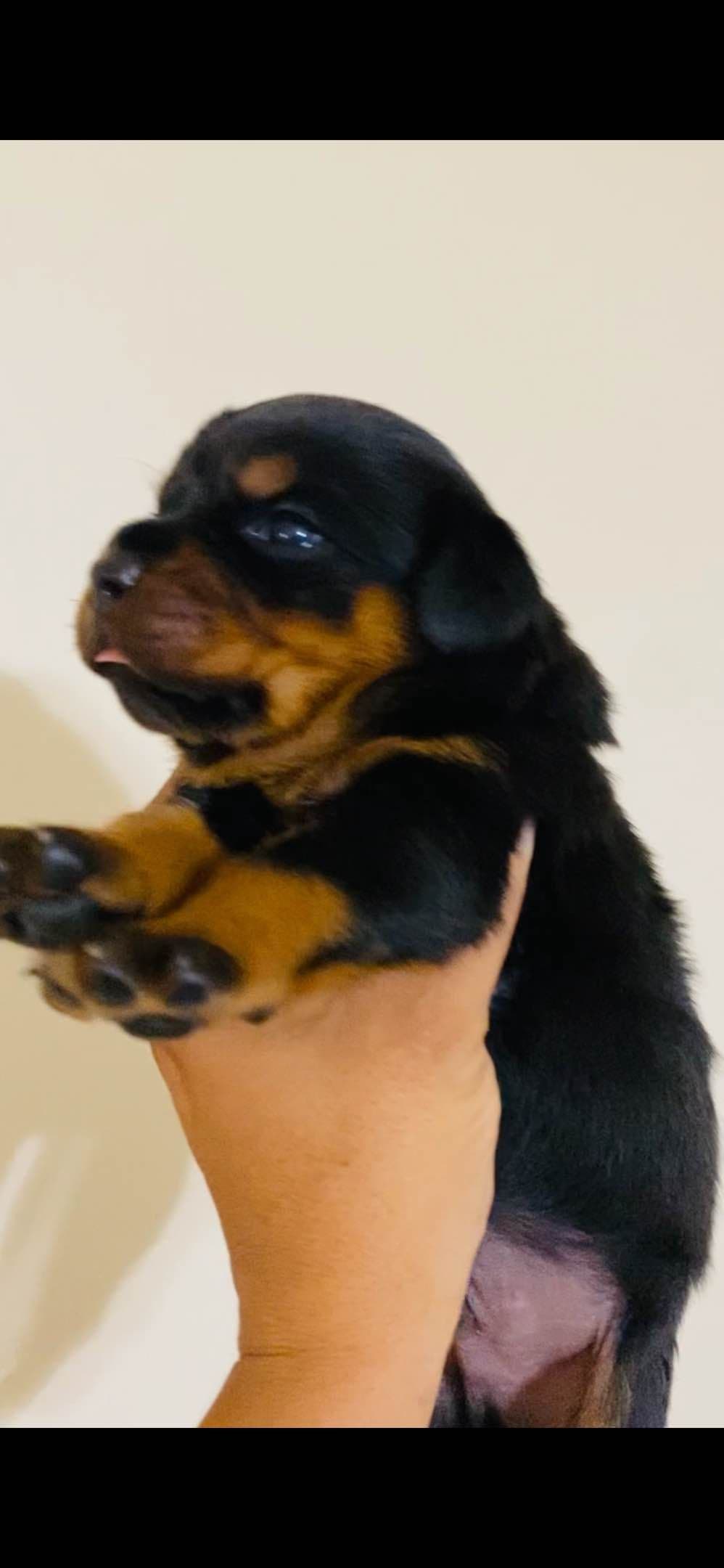 Rottweiler Puppies breeder image 3