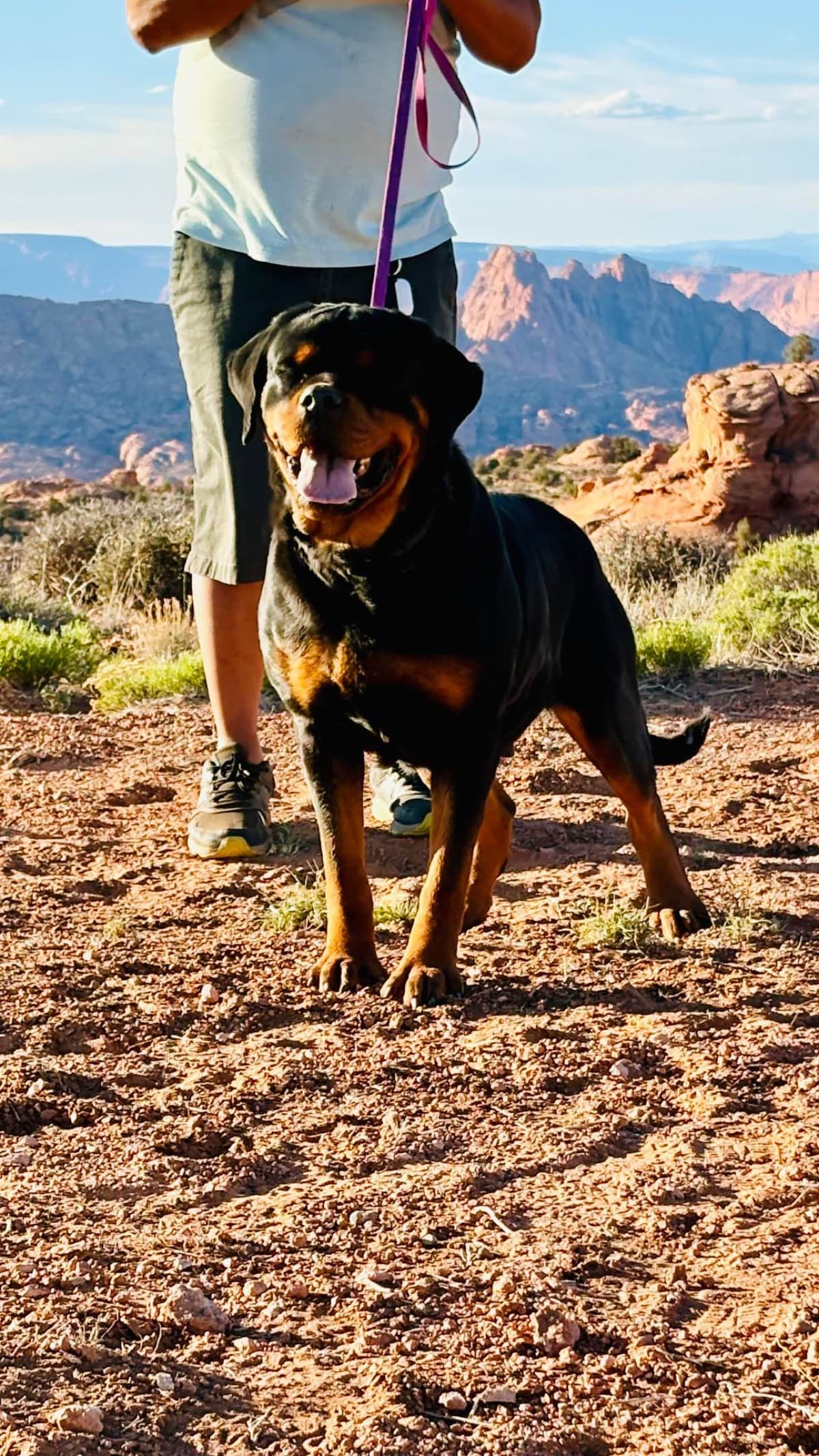 Rottweiler Puppies breeder image 5