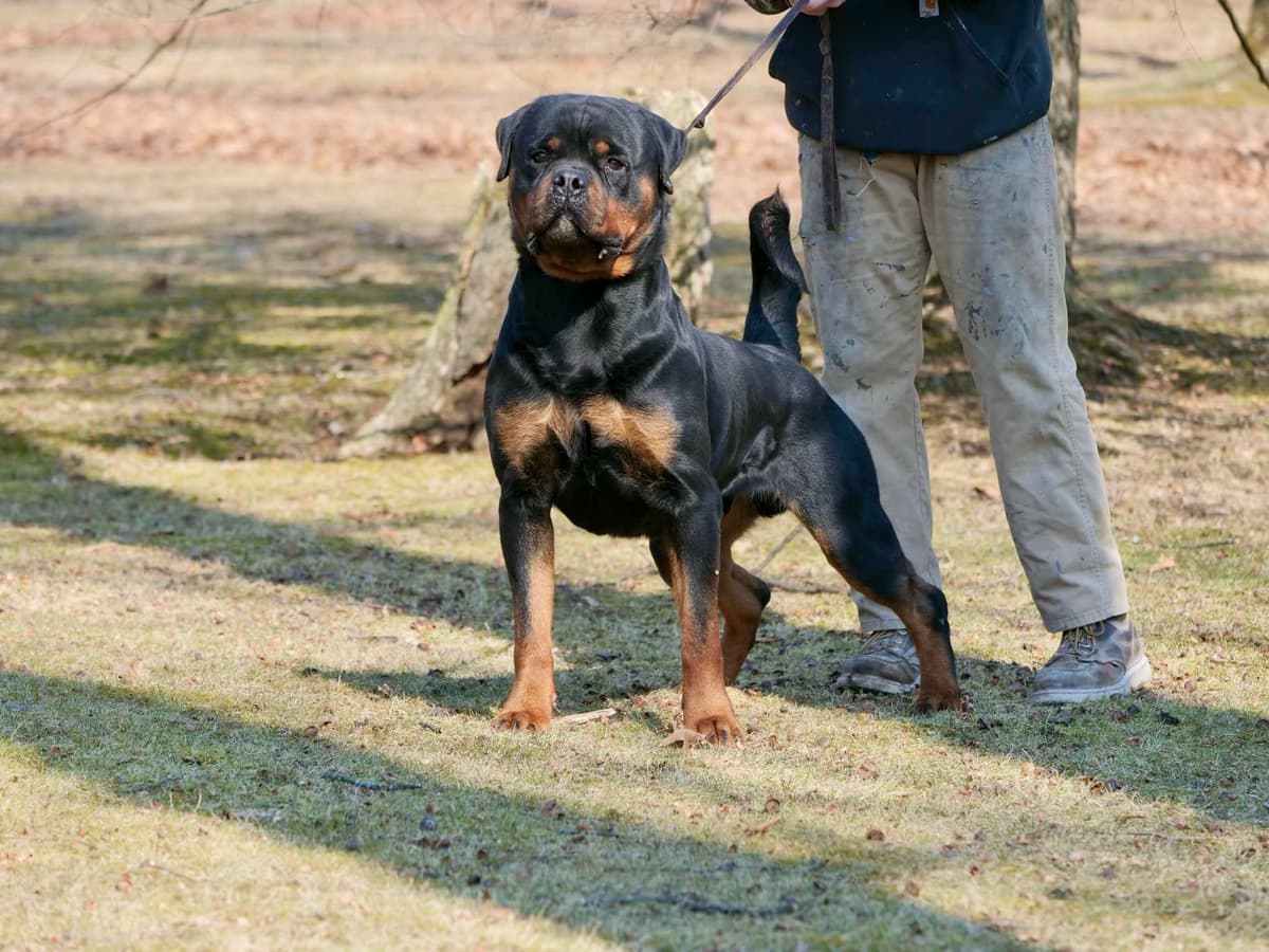 Rottweiler Puppies breeder image 7
