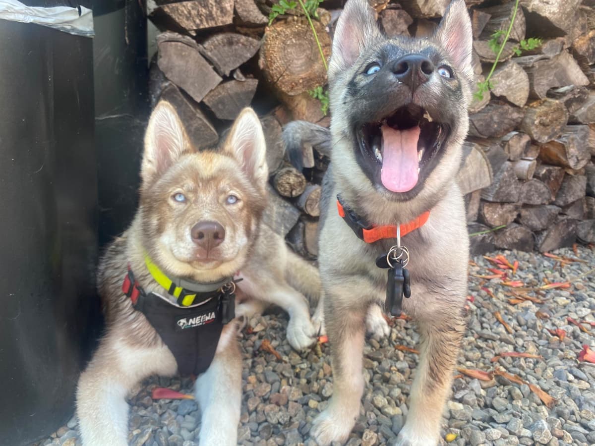 Siberian Husky Puppies breeder image 6