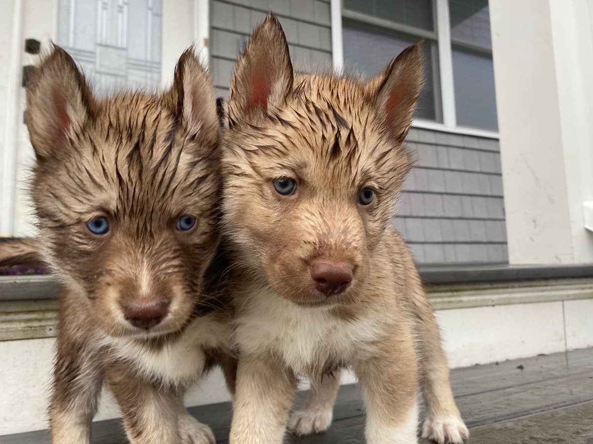 Siberian Husky Puppies breeder image 7