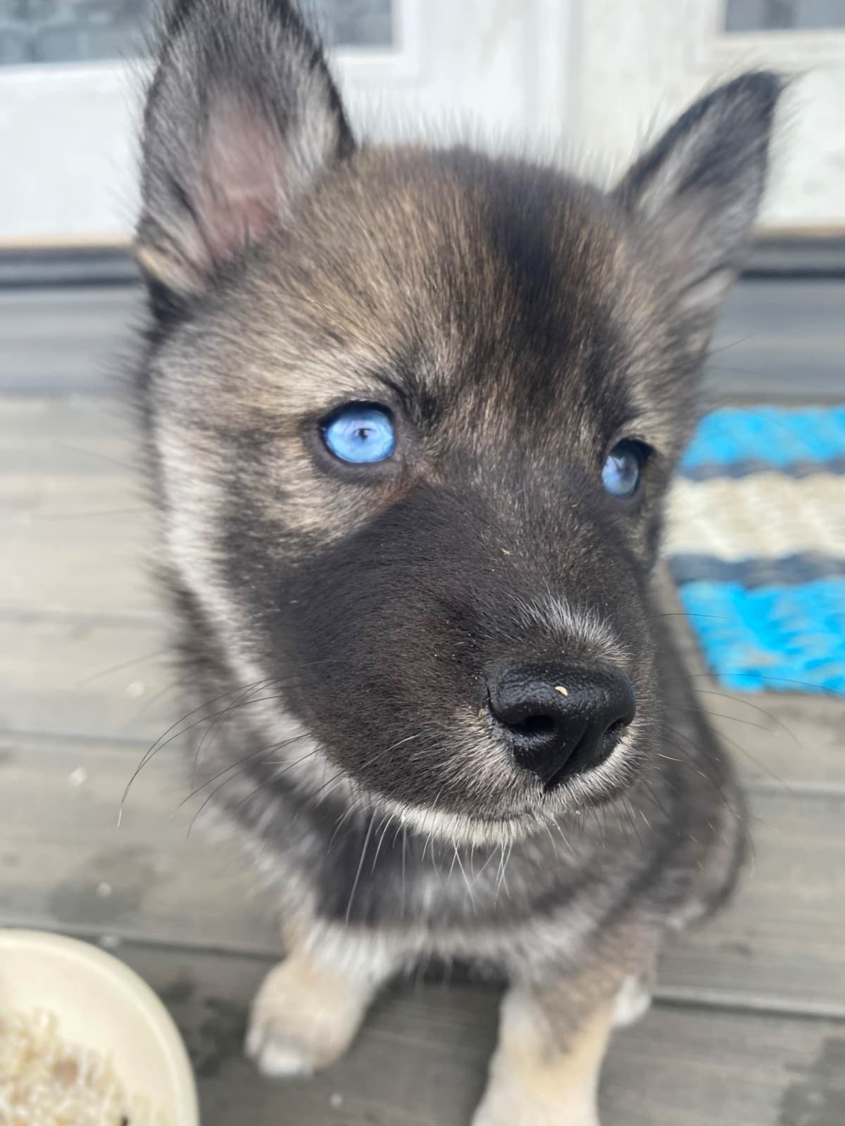 Siberian Husky Puppies breeder image 8