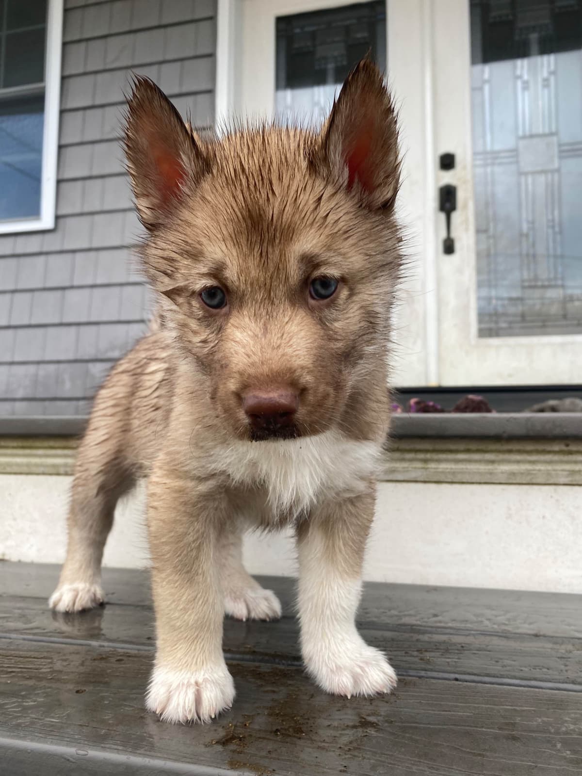 Siberian Husky Puppies breeder image 11