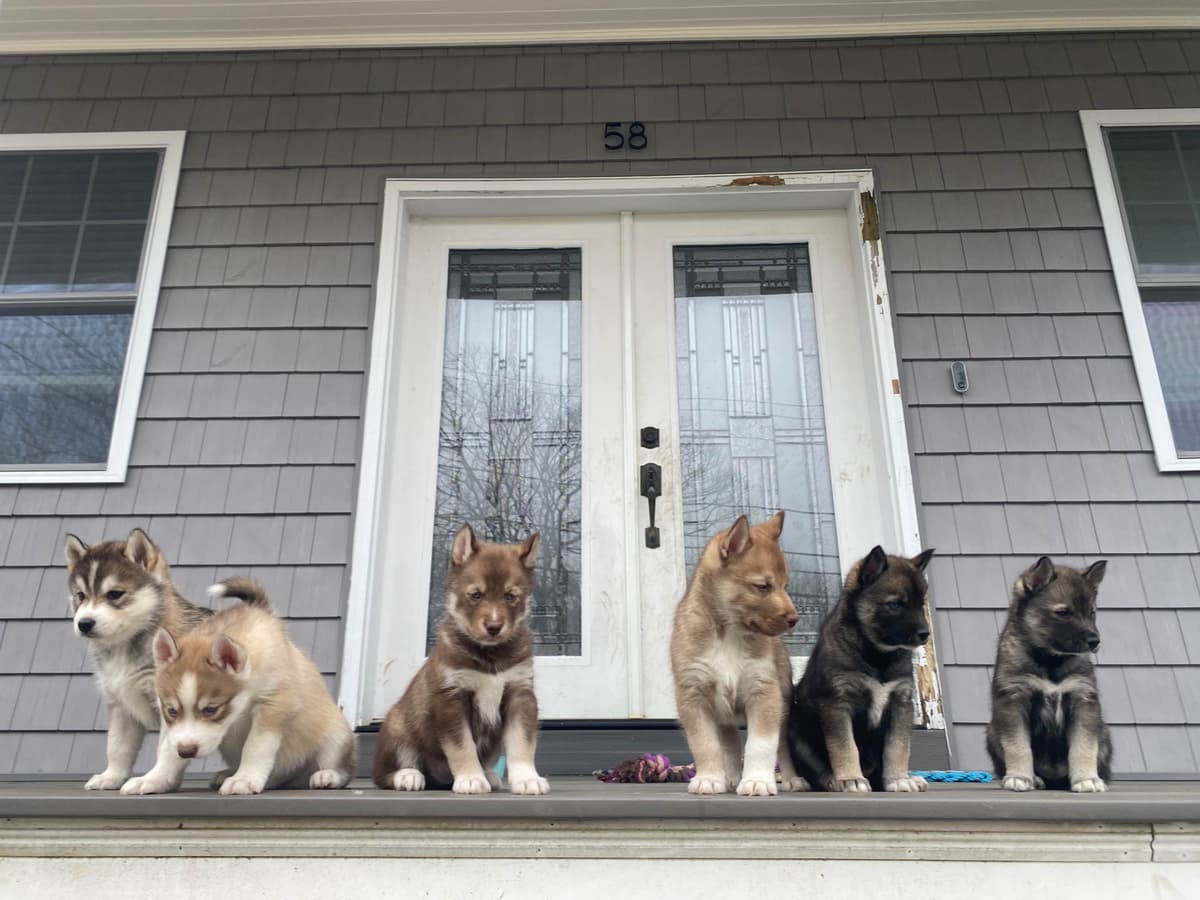 Siberian Husky Puppies breeder image 10