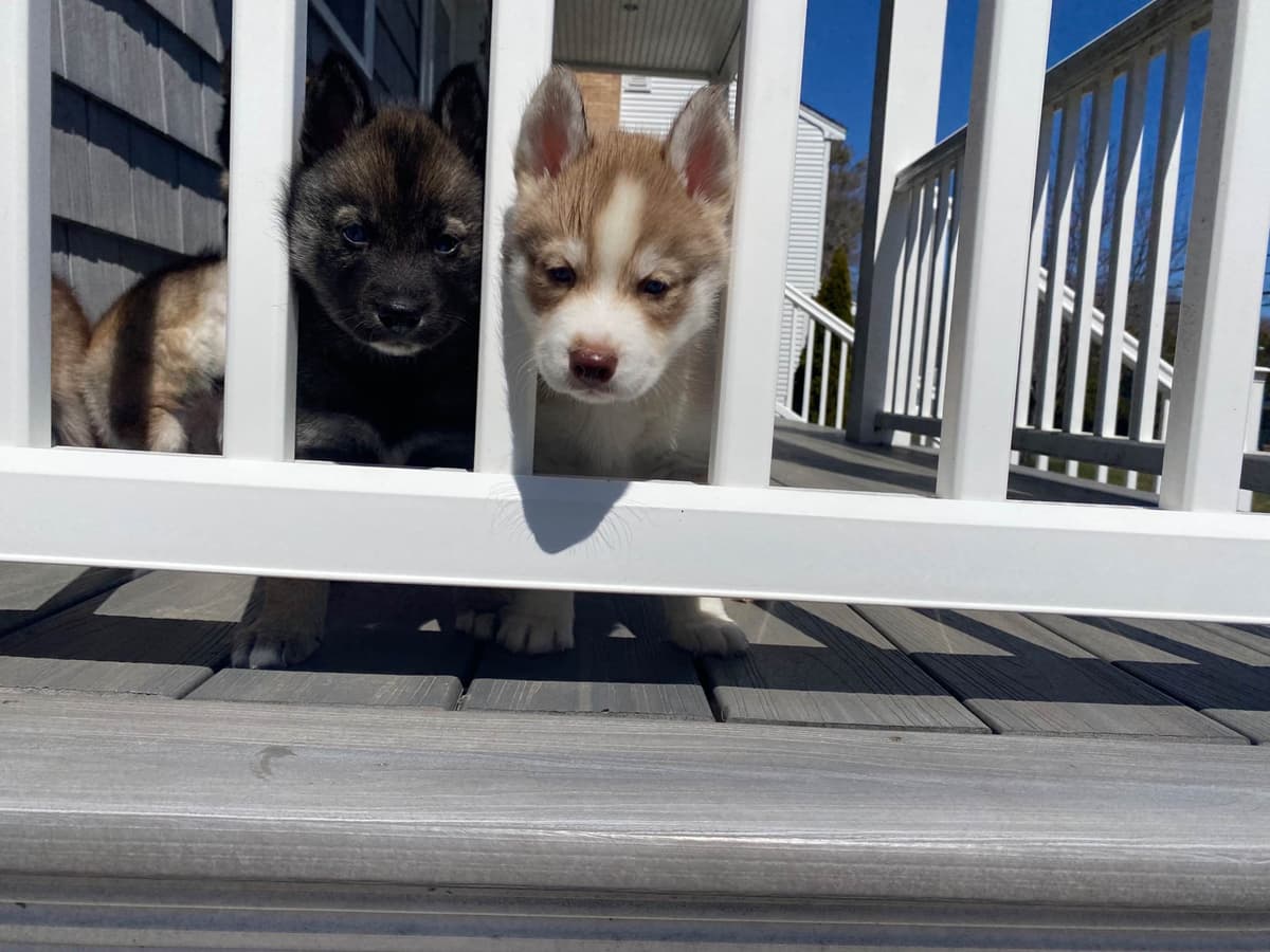Siberian Husky Puppies breeder image 12