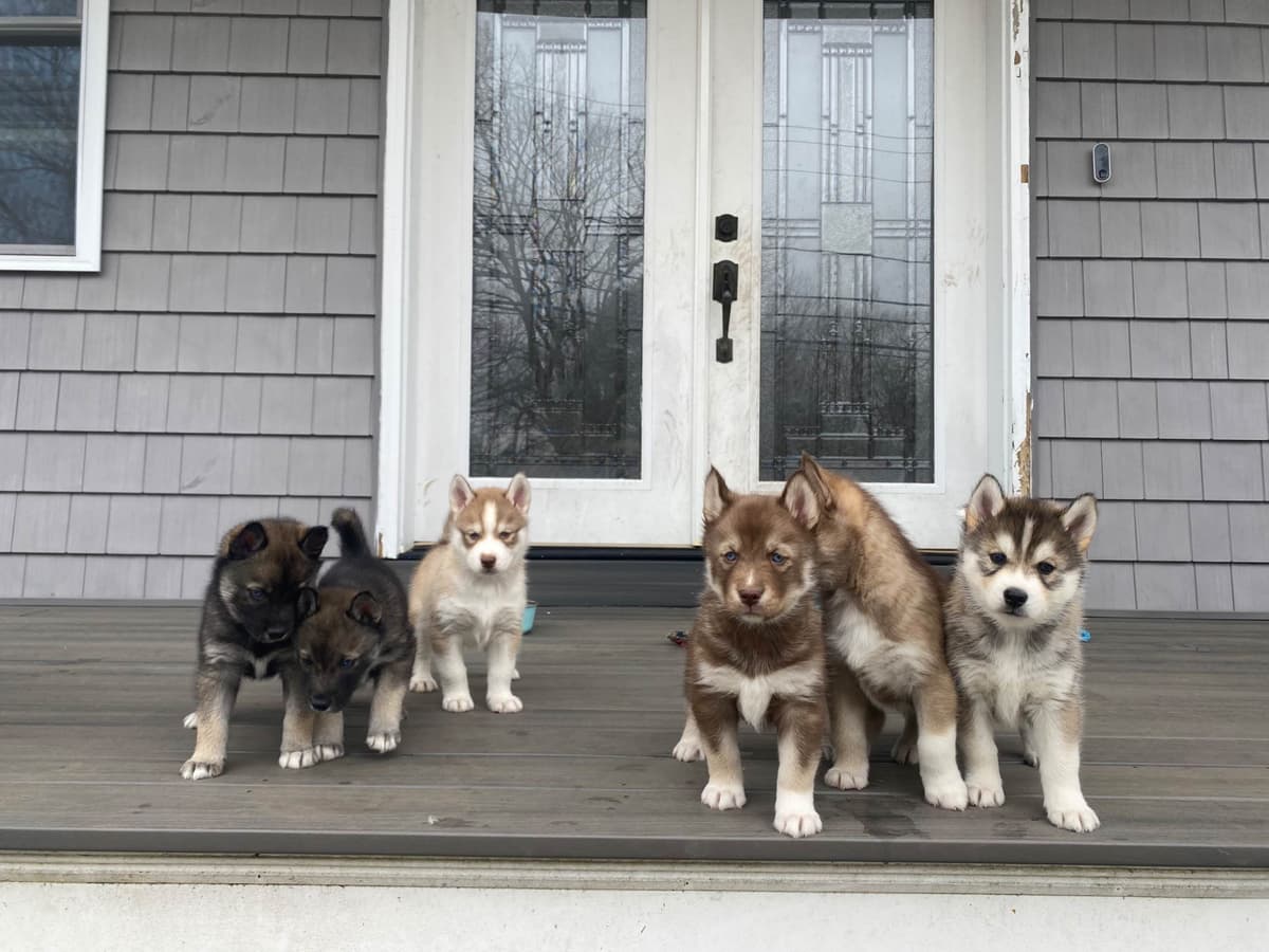 Siberian Husky Puppies breeder image 13