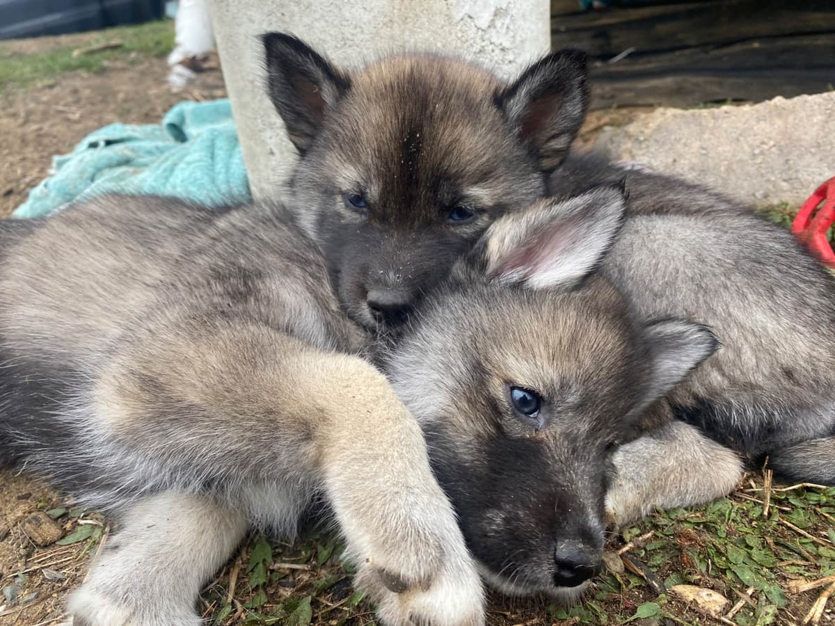 Siberian Husky Puppies breeder image 14