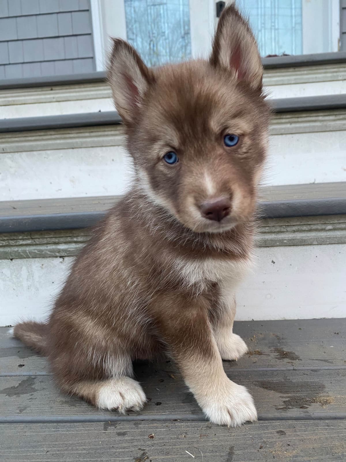 Siberian Husky Puppies breeder image 15