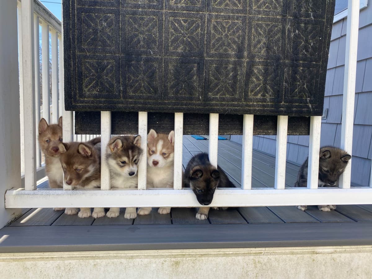 Siberian Husky Puppies breeder image 16