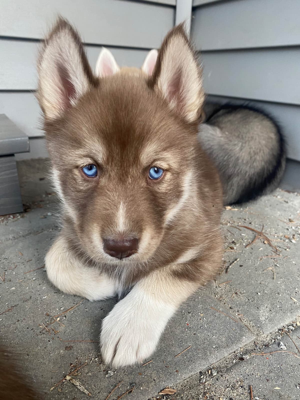 Siberian Husky Puppies breeder image 17