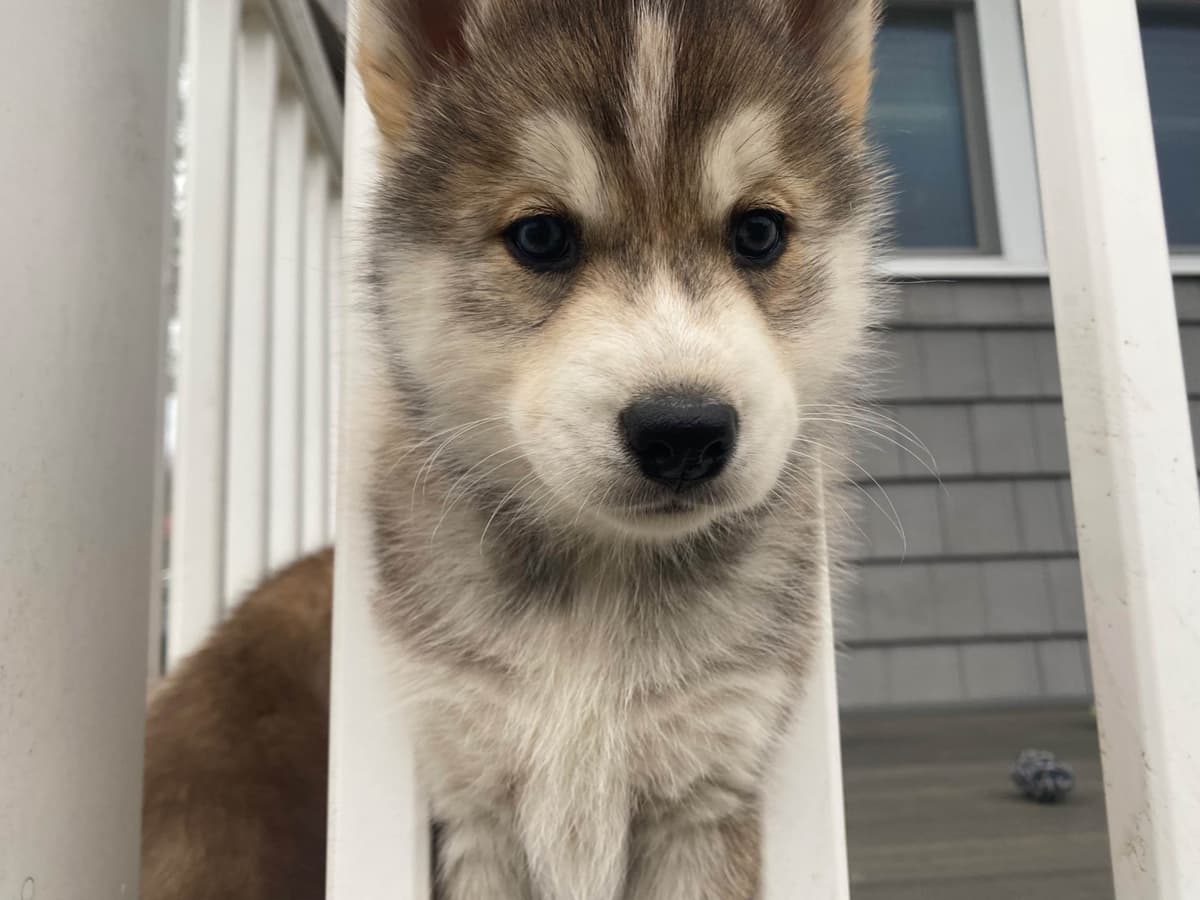 Siberian Husky Puppies breeder image 18