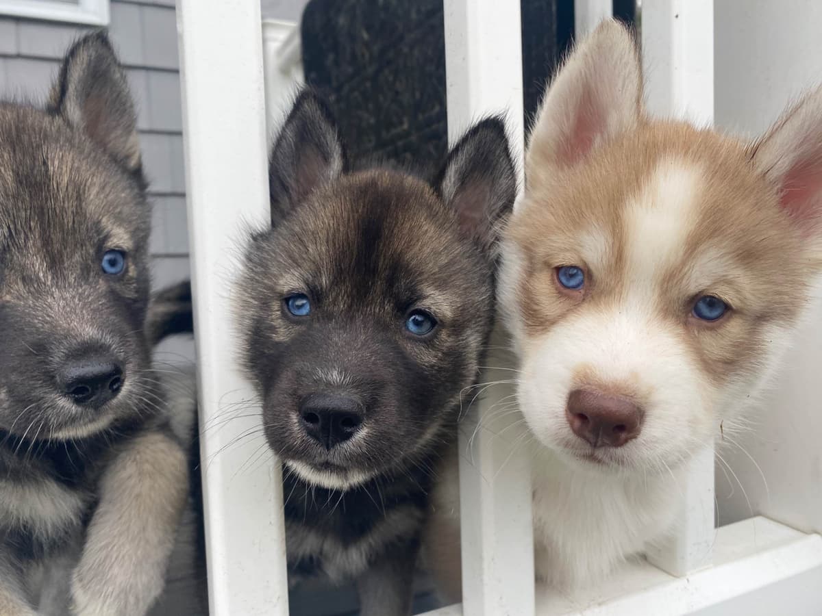Siberian Husky Puppies breeder image 19