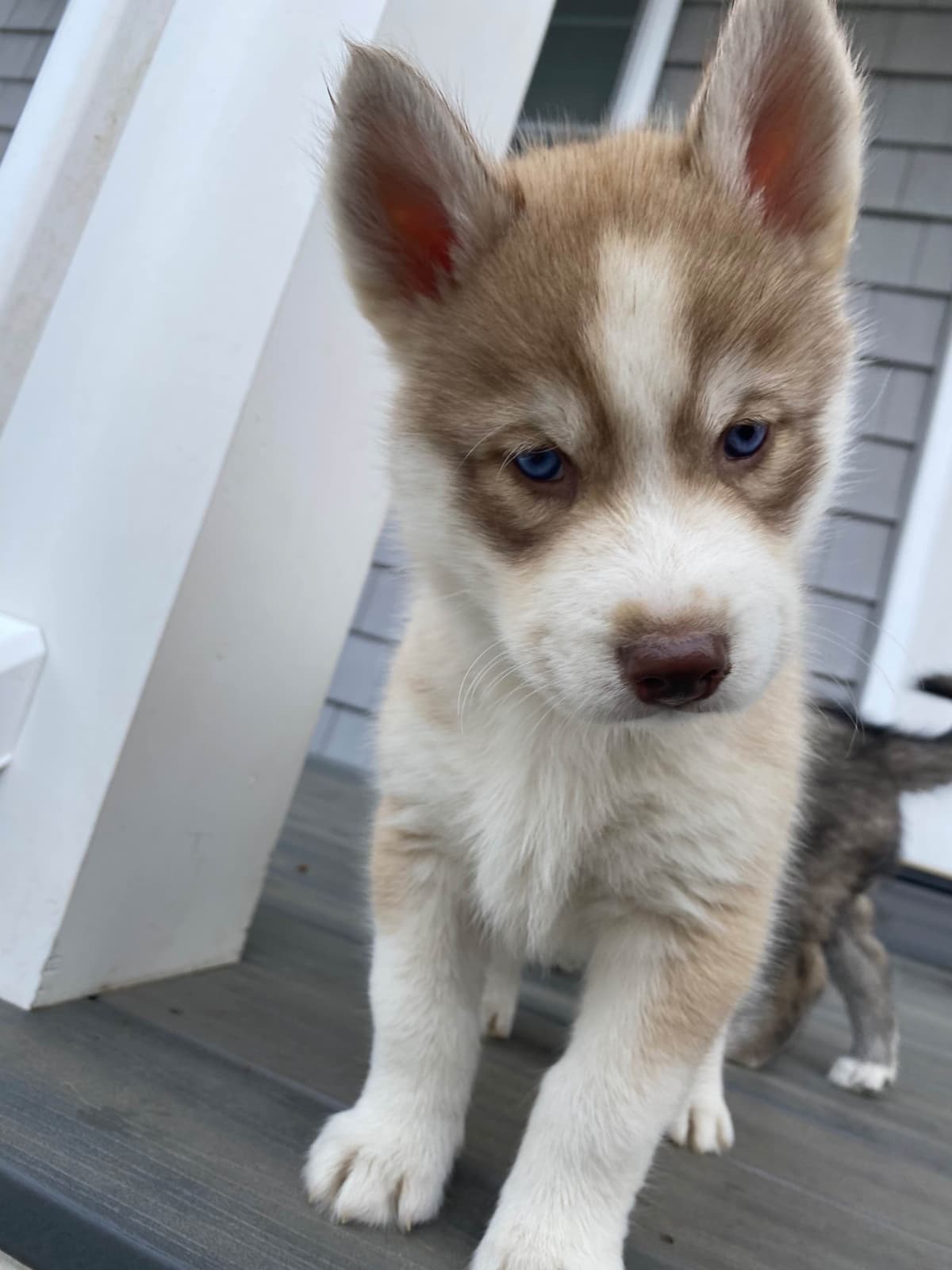 Siberian Husky Puppies breeder image 21