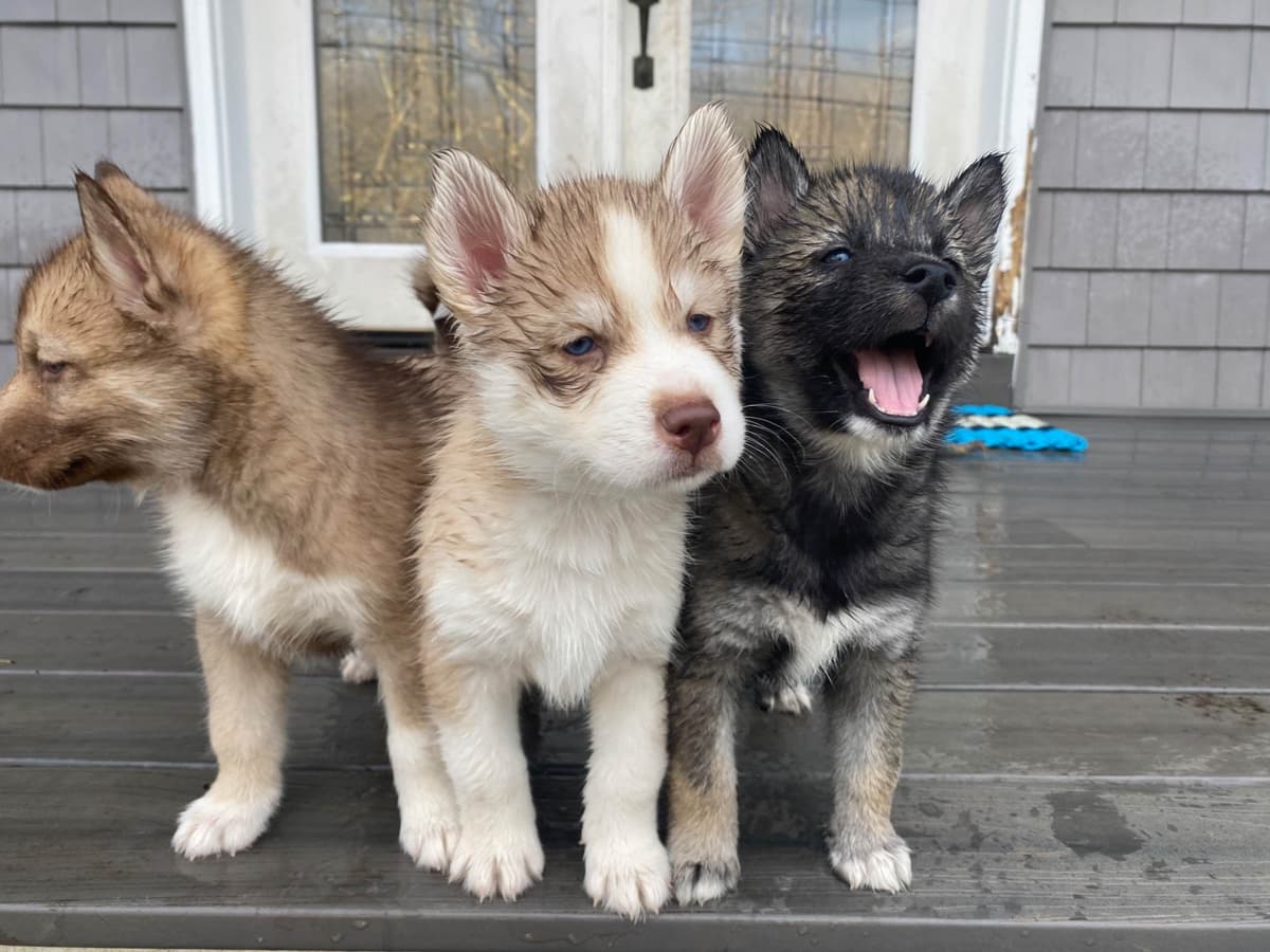 Siberian Husky Puppies breeder image 20