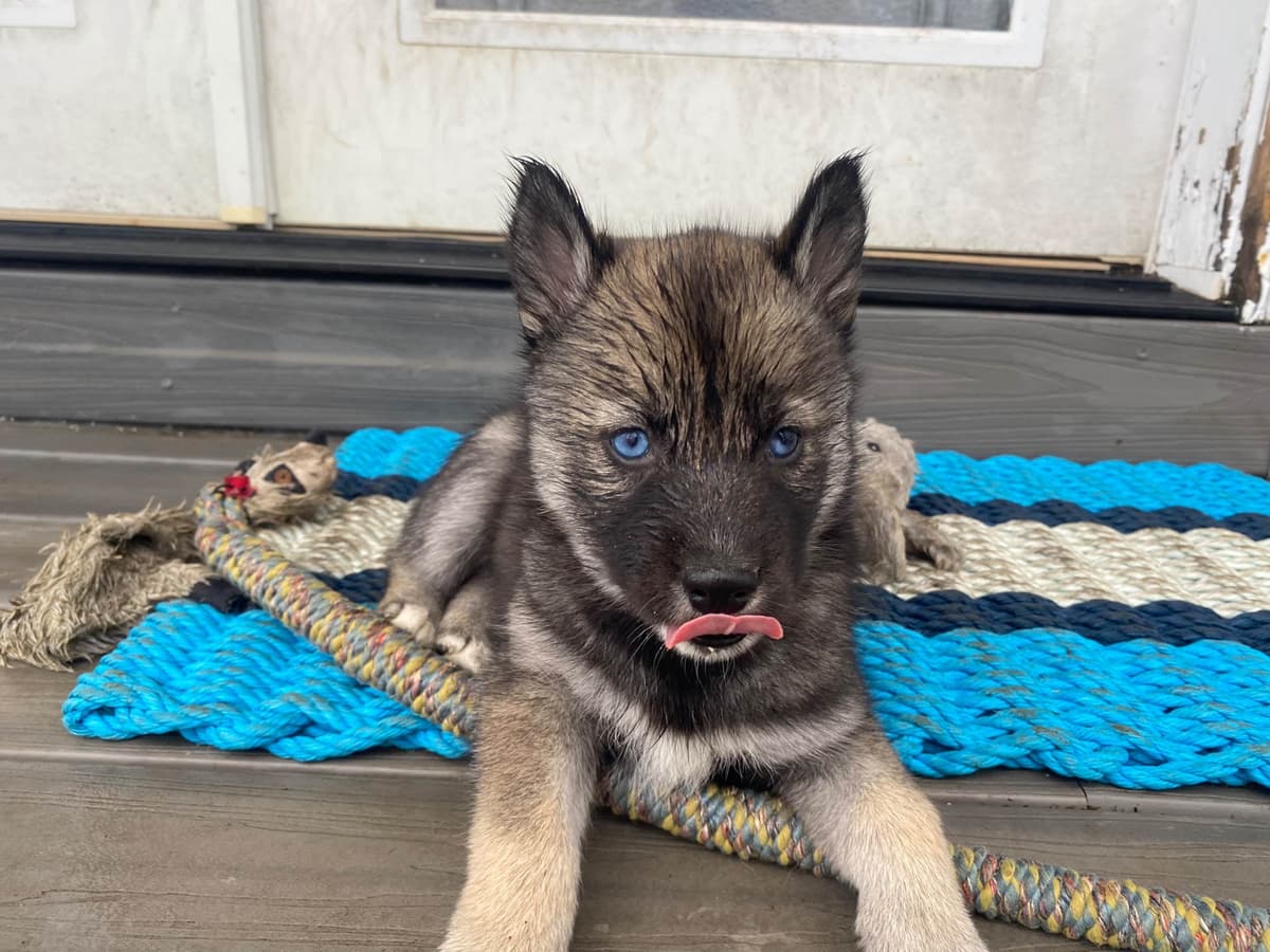 Siberian Husky Puppies breeder image 22