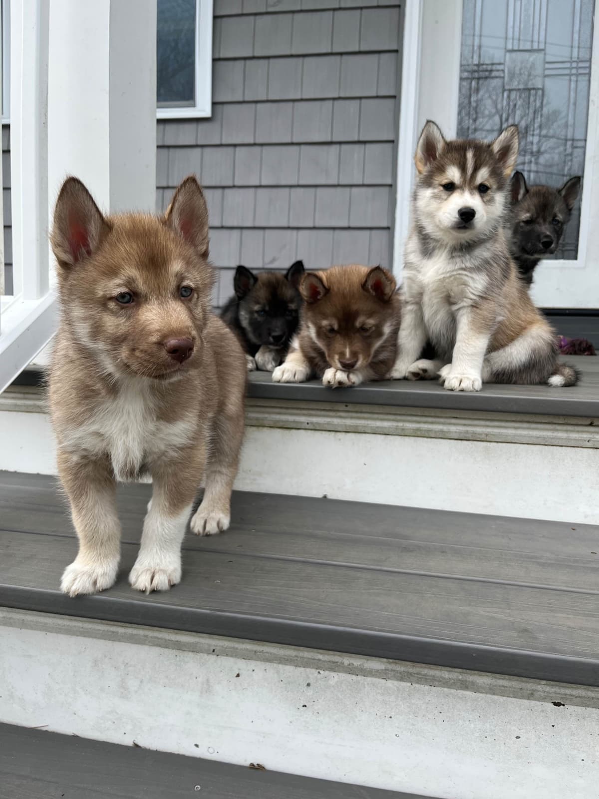 Siberian Husky Puppies breeder image 23