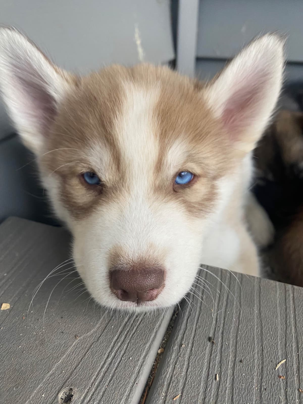 Siberian Husky Puppies breeder image 25