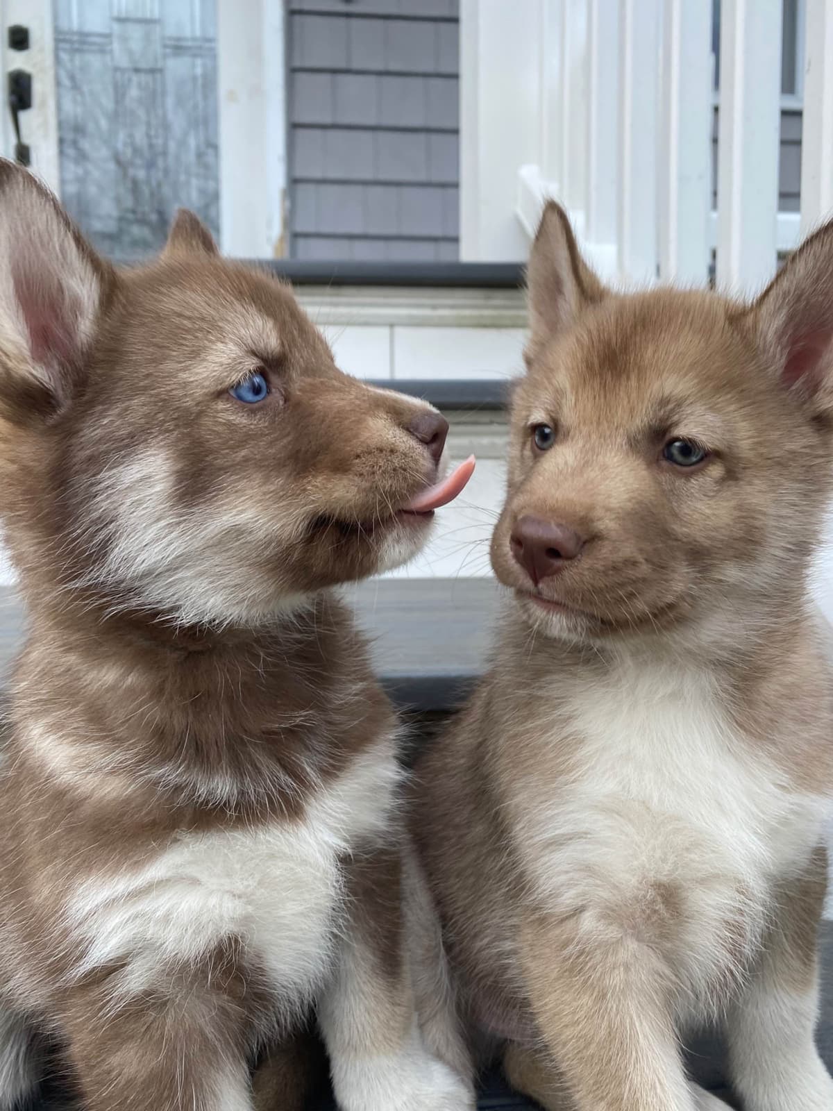 Siberian Husky Puppies breeder image 26