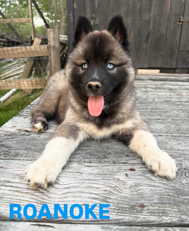 Siberian Husky Puppies media 7