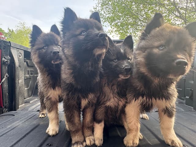 Siberian Husky Puppies media 2