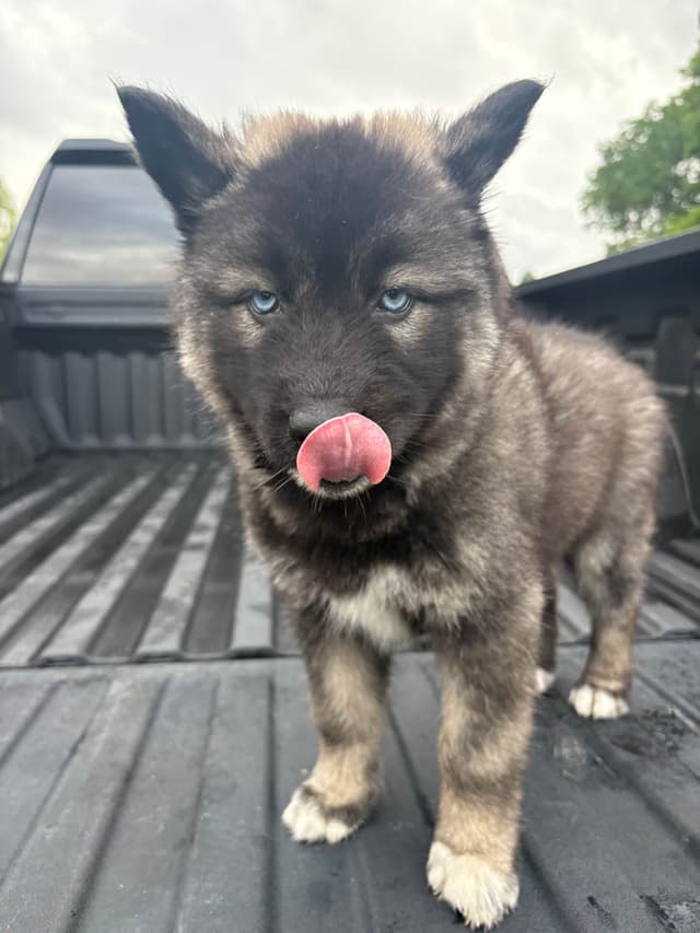 Siberian Husky Puppies media 4