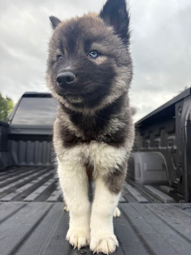 Siberian Husky Puppies media 8