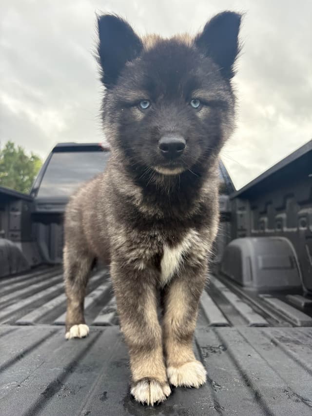 Siberian Husky Puppies media 5