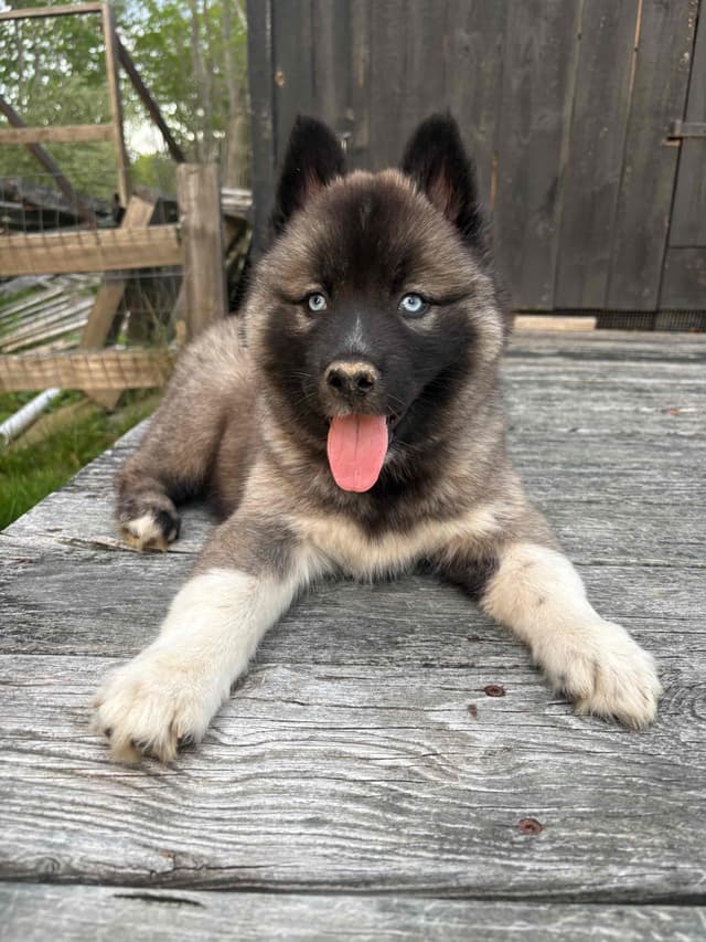 Siberian Husky Puppies media 9
