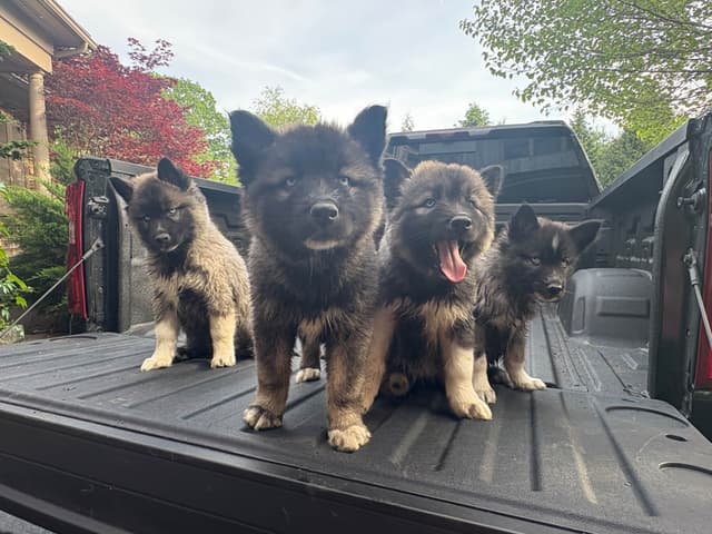 Siberian Husky Puppies media 3