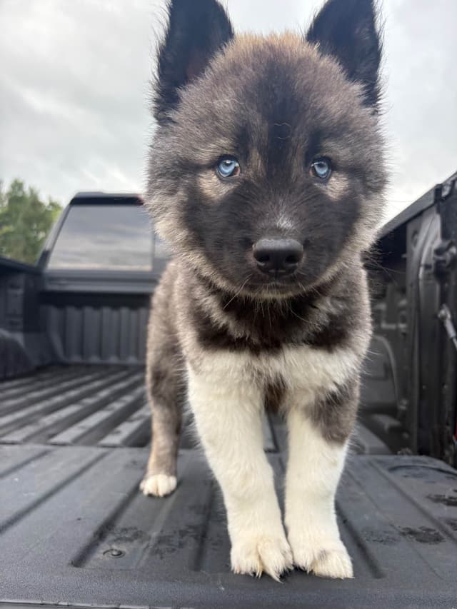 Siberian Husky Puppies media 12